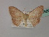  (Epicosymbia AH01 - BC ZSM Lep 60284)  @12 [ ] CreativeCommons - Attribution Non-Commercial Share-Alike (2011) Axel Hausmann/Bavarian State Collection of Zoology (ZSM) SNSB, Zoologische Staatssammlung Muenchen