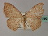  ( - BC ZSM Lep 60286)  @11 [ ] CreativeCommons - Attribution Non-Commercial Share-Alike (2011) Axel Hausmann/Bavarian State Collection of Zoology (ZSM) SNSB, Zoologische Staatssammlung Muenchen