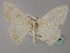  (Somatina AH01 - BC ZSM Lep 60288)  @12 [ ] CreativeCommons - Attribution Non-Commercial Share-Alike (2011) Axel Hausmann/Bavarian State Collection of Zoology (ZSM) SNSB, Zoologische Staatssammlung Muenchen