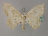  (Somatina AH03 - BC ZSM Lep 60290)  @13 [ ] CreativeCommons - Attribution Non-Commercial Share-Alike (2011) Axel Hausmann/Bavarian State Collection of Zoology (ZSM) SNSB, Zoologische Staatssammlung Muenchen