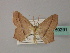  (Traminda mundissimaAH01 - BC ZSM Lep 60291)  @11 [ ] CreativeCommons - Attribution Non-Commercial Share-Alike (2011) Axel Hausmann/Bavarian State Collection of Zoology (ZSM) SNSB, Zoologische Staatssammlung Muenchen