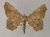  (Miantochora AH01 - BC ZSM Lep 60325)  @13 [ ] CreativeCommons - Attribution Non-Commercial Share-Alike (2011) Axel Hausmann/Bavarian State Collection of Zoology (ZSM) SNSB, Zoologische Staatssammlung Muenchen