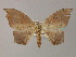  (Miantochora AH04 - BC ZSM Lep 60330)  @12 [ ] CreativeCommons - Attribution Non-Commercial Share-Alike (2011) Axel Hausmann/Bavarian State Collection of Zoology (ZSM) SNSB, Zoologische Staatssammlung Muenchen