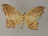  (Miantochora AH05 - BC ZSM Lep 60331)  @12 [ ] CreativeCommons - Attribution Non-Commercial Share-Alike (2011) Axel Hausmann/Bavarian State Collection of Zoology (ZSM) SNSB, Zoologische Staatssammlung Muenchen
