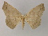  (Miantochora AH06 - BC ZSM Lep 60332)  @14 [ ] CreativeCommons - Attribution Non-Commercial Share-Alike (2011) Axel Hausmann/Bavarian State Collection of Zoology (ZSM) SNSB, Zoologische Staatssammlung Muenchen