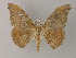  (Miantochora AH07 - BC ZSM Lep 60333)  @11 [ ] CreativeCommons - Attribution Non-Commercial Share-Alike (2011) Axel Hausmann/Bavarian State Collection of Zoology (ZSM) SNSB, Zoologische Staatssammlung Muenchen