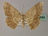  ( - BC ZSM Lep 60350)  @11 [ ] CreativeCommons - Attribution Non-Commercial Share-Alike (2011) Axel Hausmann/Bavarian State Collection of Zoology (ZSM) SNSB, Zoologische Staatssammlung Muenchen