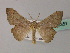  ( - BC ZSM Lep 60351)  @11 [ ] CreativeCommons - Attribution Non-Commercial Share-Alike (2011) Axel Hausmann/Bavarian State Collection of Zoology (ZSM) SNSB, Zoologische Staatssammlung Muenchen