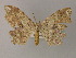  ( - BC ZSM Lep 60356)  @13 [ ] CreativeCommons - Attribution Non-Commercial Share-Alike (2011) Axel Hausmann/Bavarian State Collection of Zoology (ZSM) SNSB, Zoologische Staatssammlung Muenchen