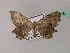  (Epiplema AH02 - BC ZSM Lep 60375)  @12 [ ] CreativeCommons - Attribution Non-Commercial Share-Alike (2011) Axel Hausmann/Bavarian State Collection of Zoology (ZSM) SNSB, Zoologische Staatssammlung Muenchen
