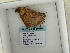  (Oxydia platypterataAH03Pe - BC ZSM Lep 60378)  @12 [ ] CreativeCommons - Attribution Non-Commercial Share-Alike (2011) Axel Hausmann/Bavarian State Collection of Zoology (ZSM) SNSB, Zoologische Staatssammlung Muenchen