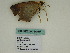  ( - BC ZSM Lep 60407)  @12 [ ] CreativeCommons - Attribution Non-Commercial Share-Alike (2011) Axel Hausmann/Bavarian State Collection of Zoology (ZSM) SNSB, Zoologische Staatssammlung Muenchen