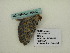  ( - BC ZSM Lep 60452)  @12 [ ] CreativeCommons - Attribution Non-Commercial Share-Alike (2011) Axel Hausmann/Bavarian State Collection of Zoology (ZSM) SNSB, Zoologische Staatssammlung Muenchen