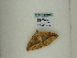  (Oxydia AH32Pe - BC ZSM Lep 60454)  @12 [ ] CreativeCommons - Attribution Non-Commercial Share-Alike (2011) Axel Hausmann/Bavarian State Collection of Zoology (ZSM) SNSB, Zoologische Staatssammlung Muenchen