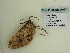  ( - BC ZSM Lep add 0167)  @12 [ ] CreativeCommons - Attribution Non-Commercial Share-Alike (2011) Axel Hausmann/Bavarian State Collection of Zoology (ZSM) SNSB, Zoologische Staatssammlung Muenchen
