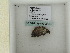  ( - BC ZSM Lep add 0174)  @12 [ ] CreativeCommons - Attribution Non-Commercial Share-Alike (2011) Axel Hausmann/Bavarian State Collection of Zoology (ZSM) SNSB, Zoologische Staatssammlung Muenchen