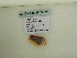  (Eois AH07Pe - BC ZSM Lep add 0179)  @12 [ ] CreativeCommons - Attribution Non-Commercial Share-Alike (2011) Axel Hausmann/Bavarian State Collection of Zoology (ZSM) SNSB, Zoologische Staatssammlung Muenchen