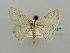  (Scopula AH01 - BC ZSM Lep 41377)  @12 [ ] CreativeCommons - Attribution Non-Commercial Share-Alike (2011) Axel Hausmann/Bavarian State Collection of Zoology (ZSM) SNSB, Zoologische Staatssammlung Muenchen