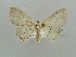  (Scopula AH02 - BC ZSM Lep 41378)  @12 [ ] CreativeCommons - Attribution Non-Commercial Share-Alike (2011) Axel Hausmann/Bavarian State Collection of Zoology (ZSM) SNSB, Zoologische Staatssammlung Muenchen