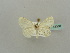  ( - BC ZSM Lep 41380)  @11 [ ] CreativeCommons - Attribution Non-Commercial Share-Alike (2011) Axel Hausmann/Bavarian State Collection of Zoology (ZSM) SNSB, Zoologische Staatssammlung Muenchen