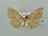  ( - BC ZSM Lep 41387)  @13 [ ] CreativeCommons - Attribution Non-Commercial Share-Alike (2011) Axel Hausmann/Bavarian State Collection of Zoology (ZSM) SNSB, Zoologische Staatssammlung Muenchen