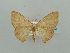  (Scopula AH12 - BC ZSM Lep 41388)  @13 [ ] CreativeCommons - Attribution Non-Commercial Share-Alike (2011) Axel Hausmann/Bavarian State Collection of Zoology (ZSM) SNSB, Zoologische Staatssammlung Muenchen