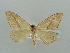  (Scopula AH13 - BC ZSM Lep 41389)  @12 [ ] CreativeCommons - Attribution Non-Commercial Share-Alike (2011) Axel Hausmann/Bavarian State Collection of Zoology (ZSM) SNSB, Zoologische Staatssammlung Muenchen