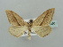  (Scopula AH14 - BC ZSM Lep 41390)  @11 [ ] CreativeCommons - Attribution Non-Commercial Share-Alike (2011) Axel Hausmann/Bavarian State Collection of Zoology (ZSM) SNSB, Zoologische Staatssammlung Muenchen