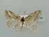  (Scopula AH15 - BC ZSM Lep 41391)  @11 [ ] CreativeCommons - Attribution Non-Commercial Share-Alike (2011) Axel Hausmann/Bavarian State Collection of Zoology (ZSM) SNSB, Zoologische Staatssammlung Muenchen