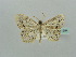 (Scopula AH18 - BC ZSM Lep 41394)  @12 [ ] CreativeCommons - Attribution Non-Commercial Share-Alike (2011) Axel Hausmann/Bavarian State Collection of Zoology (ZSM) SNSB, Zoologische Staatssammlung Muenchen