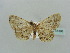  (Scopula AH20 - BC ZSM Lep 41396)  @11 [ ] CreativeCommons - Attribution Non-Commercial Share-Alike (2011) Axel Hausmann/Bavarian State Collection of Zoology (ZSM) SNSB, Zoologische Staatssammlung Muenchen