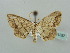  (Scopula AH21 - BC ZSM Lep 41397)  @12 [ ] CreativeCommons - Attribution Non-Commercial Share-Alike (2011) Axel Hausmann/Bavarian State Collection of Zoology (ZSM) SNSB, Zoologische Staatssammlung Muenchen