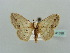  (Scopula AH22 - BC ZSM Lep 41398)  @11 [ ] CreativeCommons - Attribution Non-Commercial Share-Alike (2011) Axel Hausmann/Bavarian State Collection of Zoology (ZSM) SNSB, Zoologische Staatssammlung Muenchen