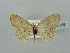  (Scopula AH23 - BC ZSM Lep 41399)  @11 [ ] CreativeCommons - Attribution Non-Commercial Share-Alike (2011) Axel Hausmann/Bavarian State Collection of Zoology (ZSM) SNSB, Zoologische Staatssammlung Muenchen