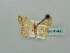  (Scopula AH24 - BC ZSM Lep 41400)  @11 [ ] CreativeCommons - Attribution Non-Commercial Share-Alike (2011) Axel Hausmann/Bavarian State Collection of Zoology (ZSM) SNSB, Zoologische Staatssammlung Muenchen