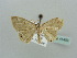  (Scopula AH27 - BC ZSM Lep 41403)  @12 [ ] CreativeCommons - Attribution Non-Commercial Share-Alike (2011) Axel Hausmann/Bavarian State Collection of Zoology (ZSM) SNSB, Zoologische Staatssammlung Muenchen