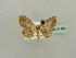  (Scopula AH30 - BC ZSM Lep 41406)  @12 [ ] CreativeCommons - Attribution Non-Commercial Share-Alike (2011) Axel Hausmann/Bavarian State Collection of Zoology (ZSM) SNSB, Zoologische Staatssammlung Muenchen