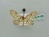  ( - BC ZSM Lep 41408)  @11 [ ] CreativeCommons - Attribution Non-Commercial Share-Alike (2011) Axel Hausmann/Bavarian State Collection of Zoology (ZSM) SNSB, Zoologische Staatssammlung Muenchen