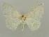  ( - BC ZSM Lep 41413)  @12 [ ] CreativeCommons - Attribution Non-Commercial Share-Alike (2011) Axel Hausmann/Bavarian State Collection of Zoology (ZSM) SNSB, Zoologische Staatssammlung Muenchen