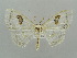  (Somatina AH04 - BC ZSM Lep 41416)  @13 [ ] CreativeCommons - Attribution Non-Commercial Share-Alike (2011) Axel Hausmann/Bavarian State Collection of Zoology (ZSM) SNSB, Zoologische Staatssammlung Muenchen