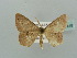  (Traminda AH01 - BC ZSM Lep 41418)  @11 [ ] CreativeCommons - Attribution Non-Commercial Share-Alike (2011) Axel Hausmann/Bavarian State Collection of Zoology (ZSM) SNSB, Zoologische Staatssammlung Muenchen