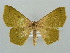  (Traminda AH02 - BC ZSM Lep 41419)  @14 [ ] CreativeCommons - Attribution Non-Commercial Share-Alike (2011) Axel Hausmann/Bavarian State Collection of Zoology (ZSM) SNSB, Zoologische Staatssammlung Muenchen