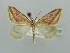  ( - BC ZSM Lep 41423)  @14 [ ] CreativeCommons - Attribution Non-Commercial Share-Alike (2011) Axel Hausmann/Bavarian State Collection of Zoology (ZSM) SNSB, Zoologische Staatssammlung Muenchen