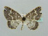  ( - BC ZSM Lep 41435)  @13 [ ] CreativeCommons - Attribution Non-Commercial Share-Alike (2011) Axel Hausmann/Bavarian State Collection of Zoology (ZSM) SNSB, Zoologische Staatssammlung Muenchen