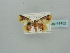  (Idaea AH01BF - BC ZSM Lep 41452)  @11 [ ] CreativeCommons - Attribution Non-Commercial Share-Alike (2011) Axel Hausmann/Bavarian State Collection of Zoology (ZSM) SNSB, Zoologische Staatssammlung Muenchen