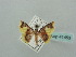  ( - BC ZSM Lep 41453)  @11 [ ] CreativeCommons - Attribution Non-Commercial Share-Alike (2011) Axel Hausmann/Bavarian State Collection of Zoology (ZSM) SNSB, Zoologische Staatssammlung Muenchen