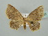  (Chrysocraspeda AH07Ke - BC ZSM Lep 41459)  @11 [ ] CreativeCommons - Attribution Non-Commercial Share-Alike (2011) Axel Hausmann/Bavarian State Collection of Zoology (ZSM) SNSB, Zoologische Staatssammlung Muenchen