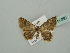  (Chrysocraspeda AH08 - BC ZSM Lep 41460)  @11 [ ] CreativeCommons - Attribution Non-Commercial Share-Alike (2011) Axel Hausmann/Bavarian State Collection of Zoology (ZSM) SNSB, Zoologische Staatssammlung Muenchen