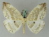  ( - BC ZSM Lep 44842)  @11 [ ] CreativeCommons - Attribution Non-Commercial Share-Alike (2011) Axel Hausmann/Bavarian State Collection of Zoology (ZSM) SNSB, Zoologische Staatssammlung Muenchen