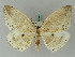  ( - BC ZSM Lep 44843)  @13 [ ] CreativeCommons - Attribution Non-Commercial Share-Alike (2011) Axel Hausmann/Bavarian State Collection of Zoology (ZSM) SNSB, Zoologische Staatssammlung Muenchen